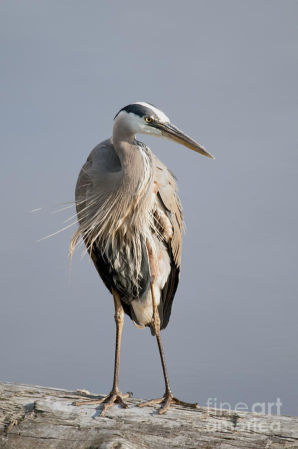 Great Blue Heron 2 Photograph by Sharon Talson