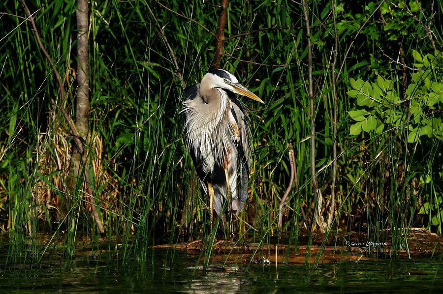 Great Blue Heron 2 Photograph by Steven Clipperton