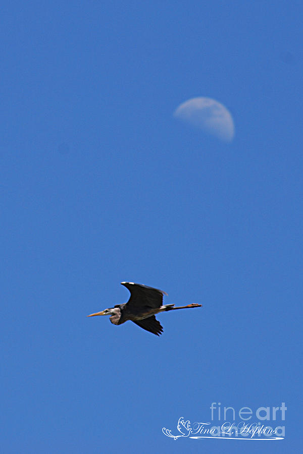 Great Blue Heron 20120429_242a Photograph by Tina Hopkins