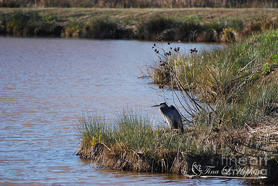 Great Blue Heron 20131224_104 Photograph by Tina Hopkins