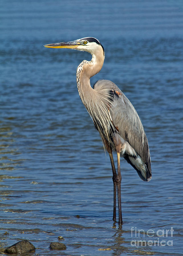 Great Blue Heron 3 Photograph by Jemmy Archer