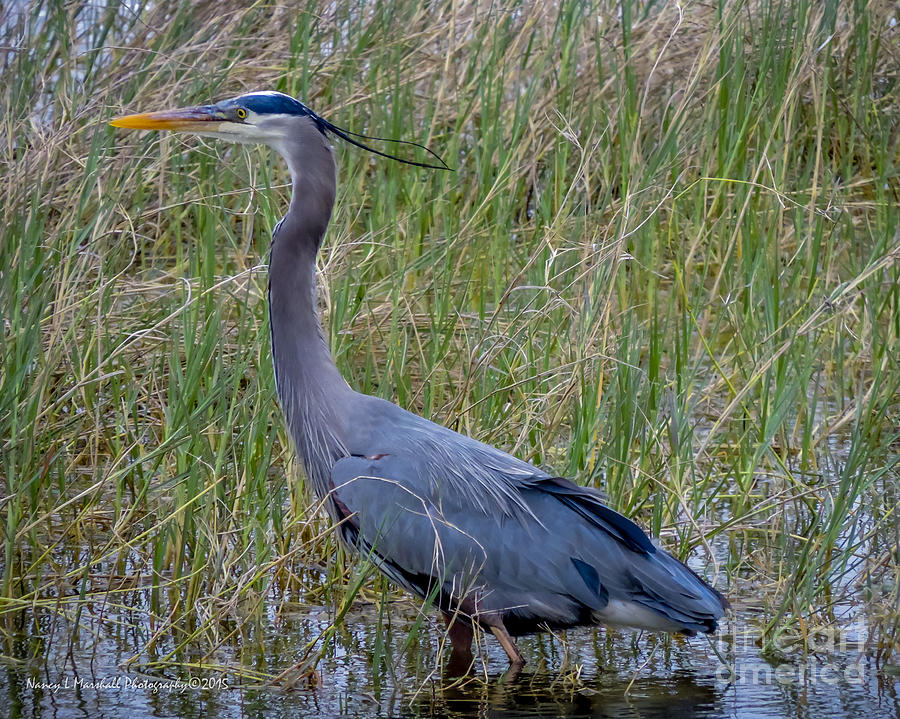 Great Blue Heron 3 Photograph by Nancy L Marshall | Fine Art America