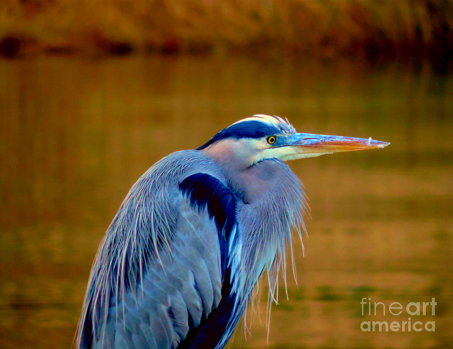 Heron Photograph - Great Blue Heron 6 by Stephanie Kendall