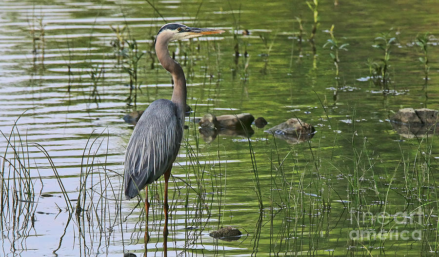 Great Blue Heron 8996 #1 Photograph by Jack Schultz