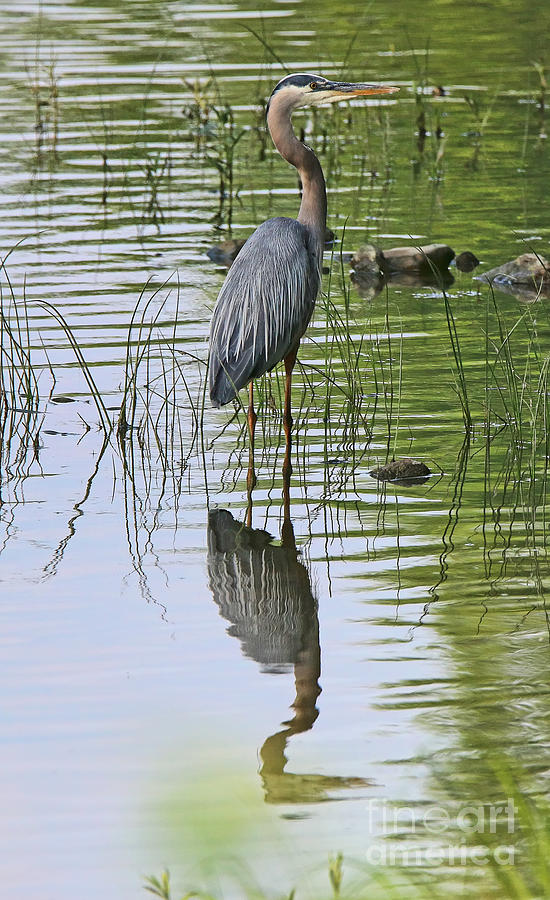 Great Blue Heron 8996 Photograph by Jack Schultz