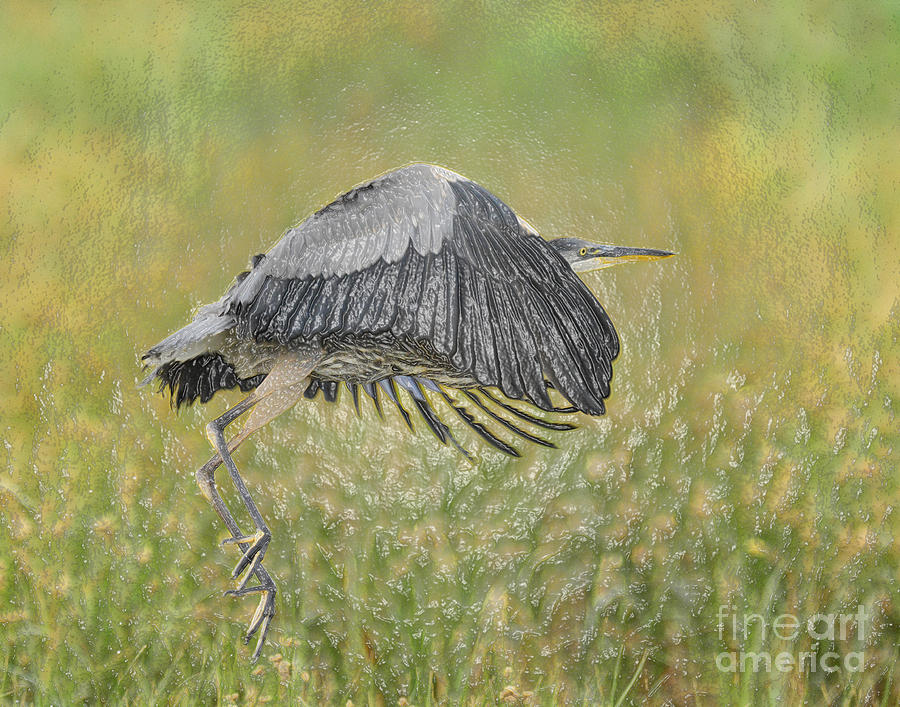 Great Blue Heron Abstract Photograph by Dennis Hammer