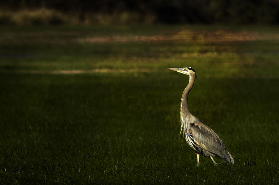 Great Blue Heron against a Dark Background Photograph by Belinda Greb