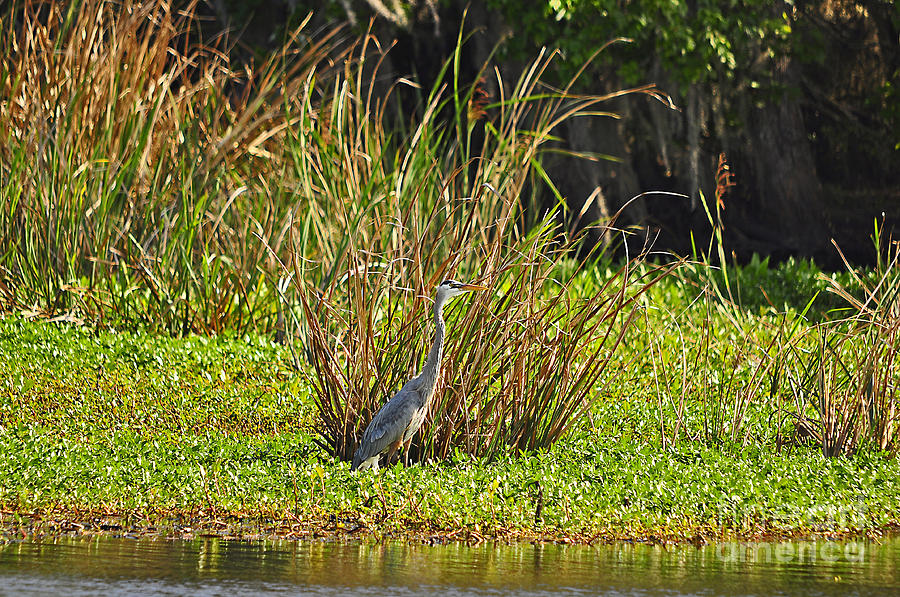 Heron Photograph - Great Blue Heron by Al Powell Photography USA