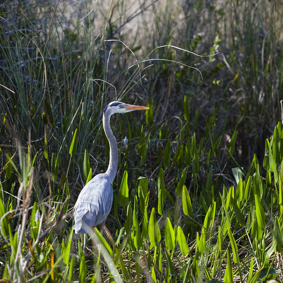 Great Blue Heron Photograph by Alex Potemkin | Fine Art America