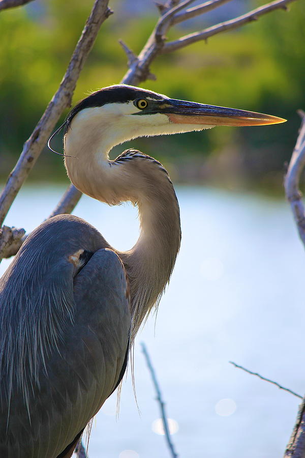 Great Blue Heron Photograph by Amazing Jules