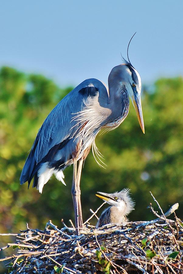 Great Blue Heron and Baby Photograph by William Wyckoff