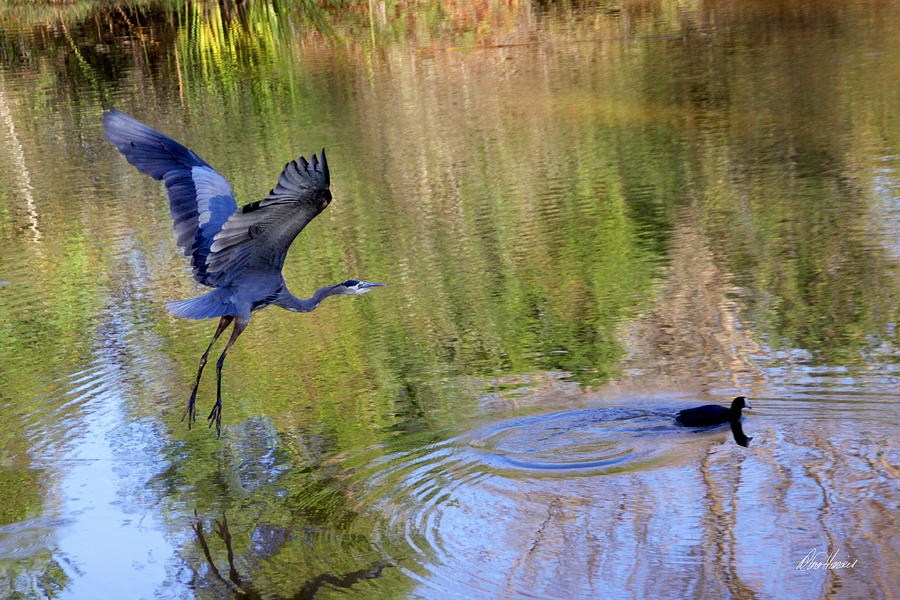 Great Blue Heron and Coot Photograph by Diana Haronis