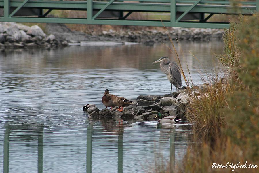 Great Blue Heron and Friends Photograph by Robert Banach