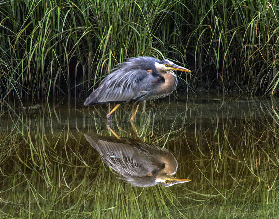 Heron Photograph - Great Blue Heron And Its Reflection by Constantine Gregory