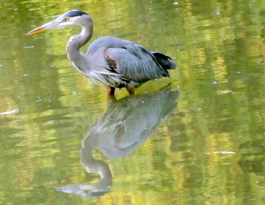 Great Blue Heron and its Reflection Photograph by Lingfai Leung