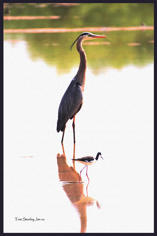 Great Blue Heron And Stilt Photograph by Tom Janca
