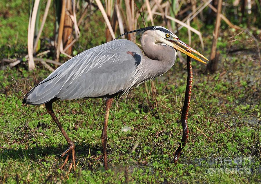 Great Blue Heron And The Banded Water Snake Photograph by Kathy Baccari