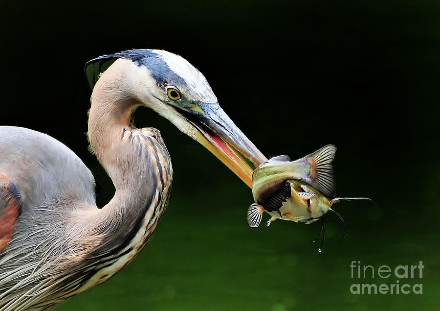 Great Blue Heron And The Catfish Photograph by Kathy Baccari
