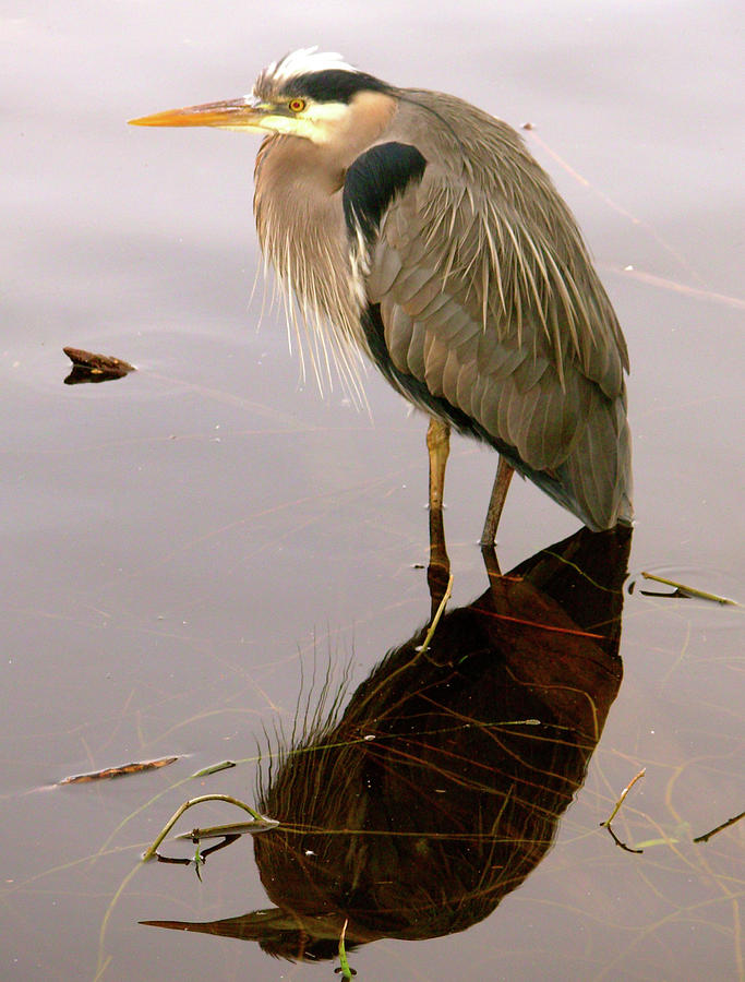 Great Blue Heron And Water Reflection Photograph by Judy Bishop - The Travelling Eye