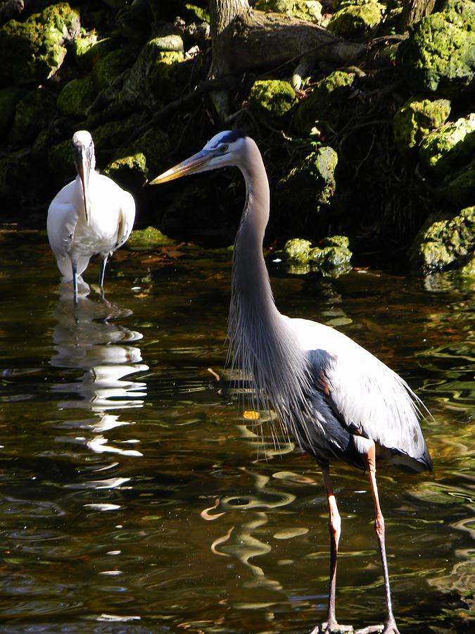 Great Blue Heron and Wood Stork Photograph by Warren Thompson - Fine ...