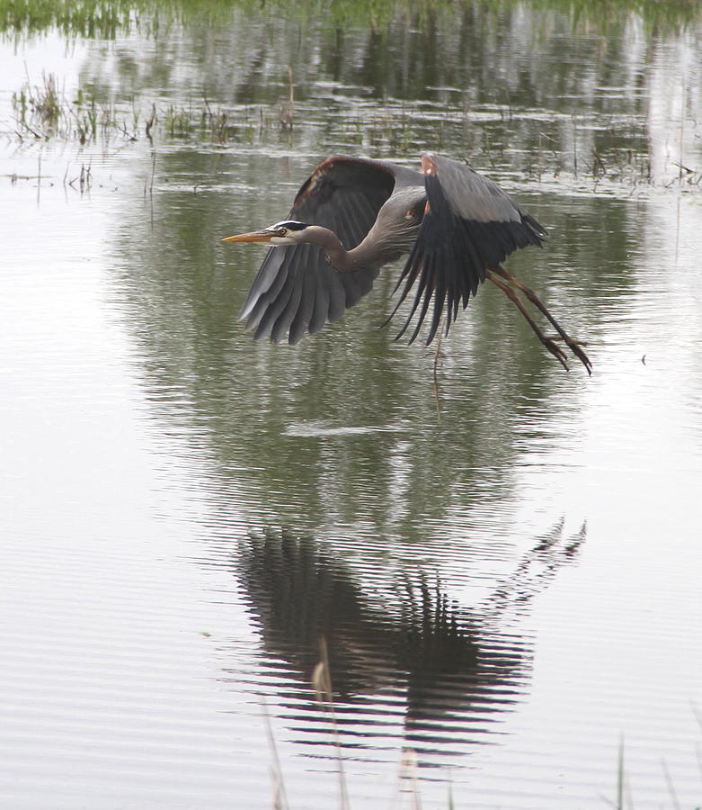 Great Blue Heron  Photograph by Angie Vogel