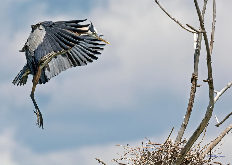 Great Blue Heron Approaching Nest Photograph by Stephen Johnson