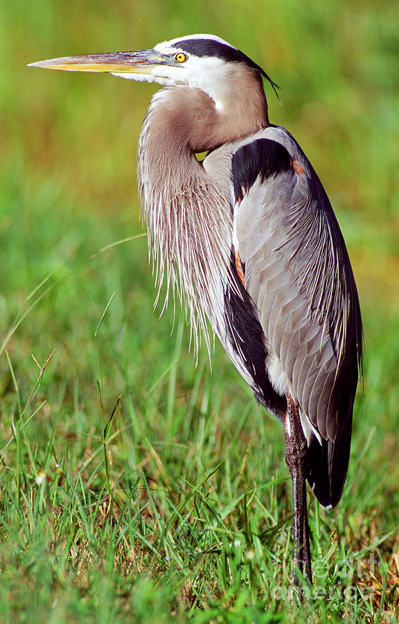 Great Blue Heron Ardea Herodias Photograph by Millard H. Sharp - Fine ...