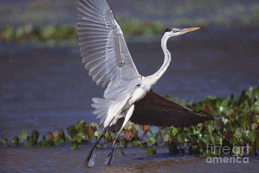 Great Blue Heron Photograph by Art Wolfe