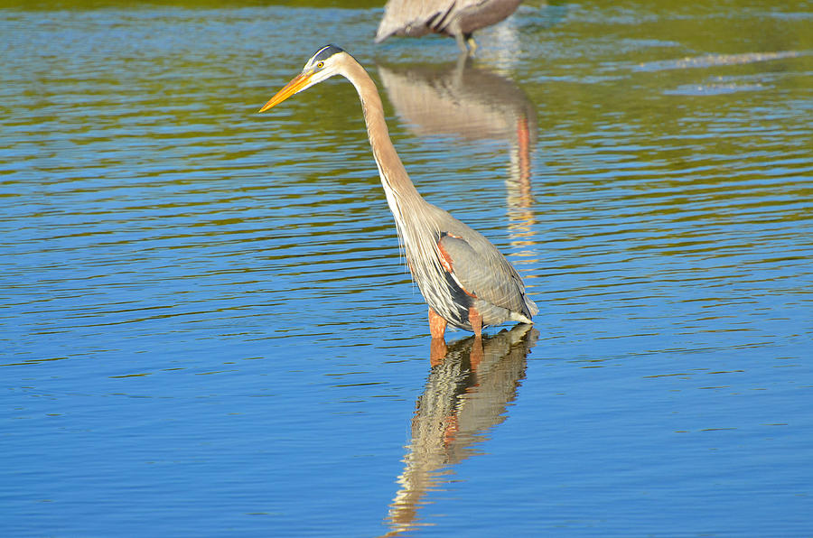Great Blue Heron As The Tide Comes In Photograph by Chris Tennis Fine