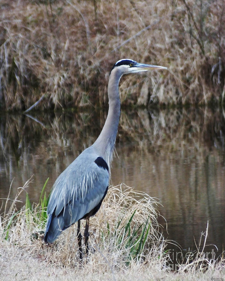 Great Blue Heron At Burden Photograph By Lizi Beard-ward - Fine Art America