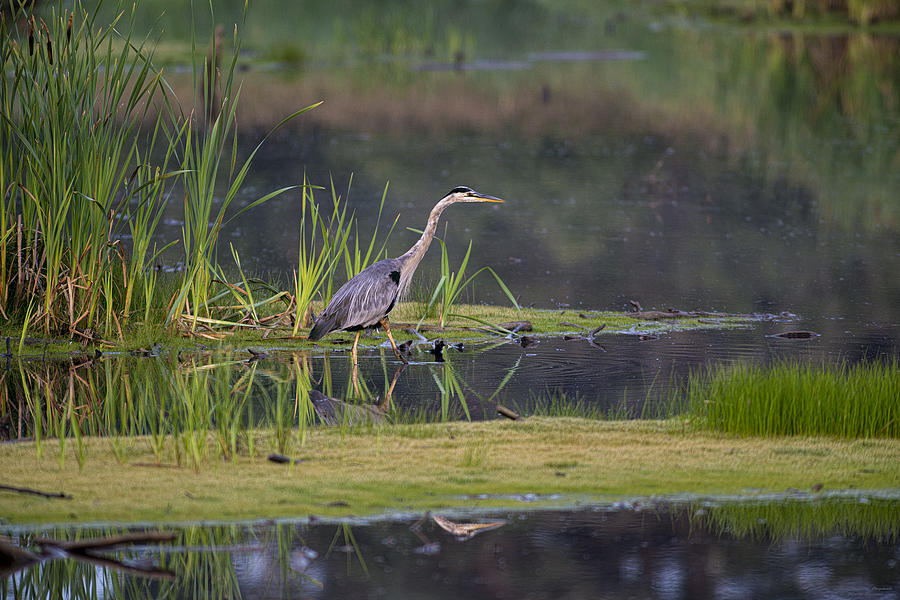 Great Blue Heron at Down East Maine Wetland Photograph by Marty Saccone