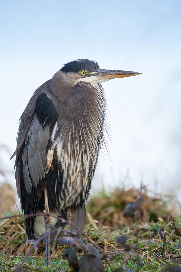 Great Blue Heron at Rest Photograph by Angie Vogel