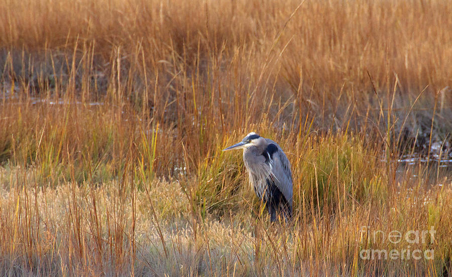Heron Photograph - Great Blue Heron At Rest by Cindy Lee Longhini