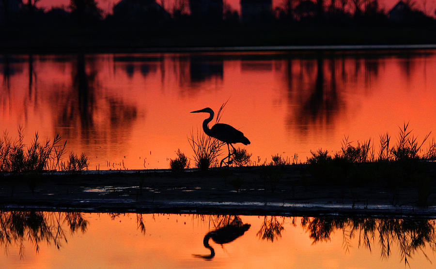 Great Blue Heron at Sunrise Photograph by Allan Levin