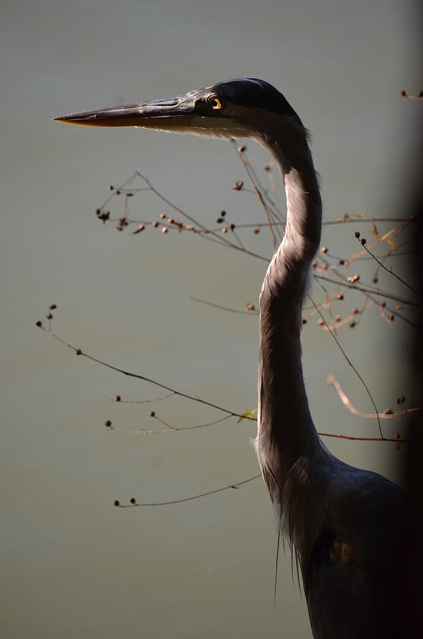 Great Blue Heron at Sunset Photograph by Maria Urso