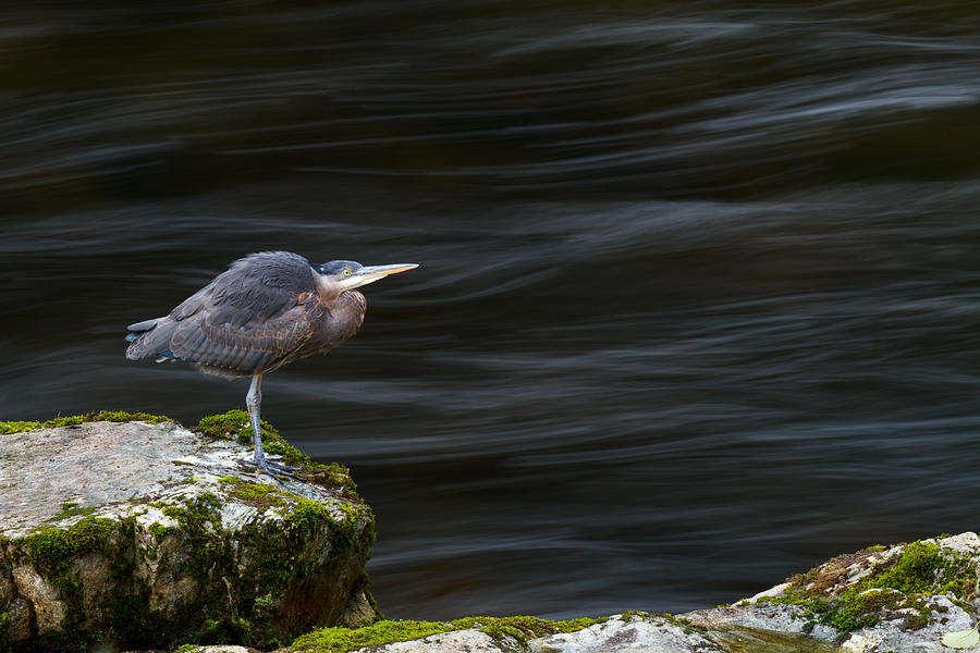 Great Blue Heron at the Capilano River Photograph by Michael Russell