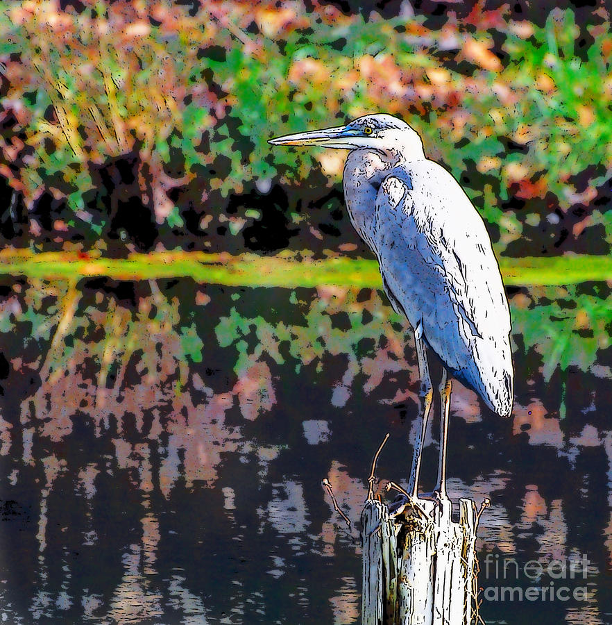 Great Blue Heron at the pond Photograph by Kerri Farley
