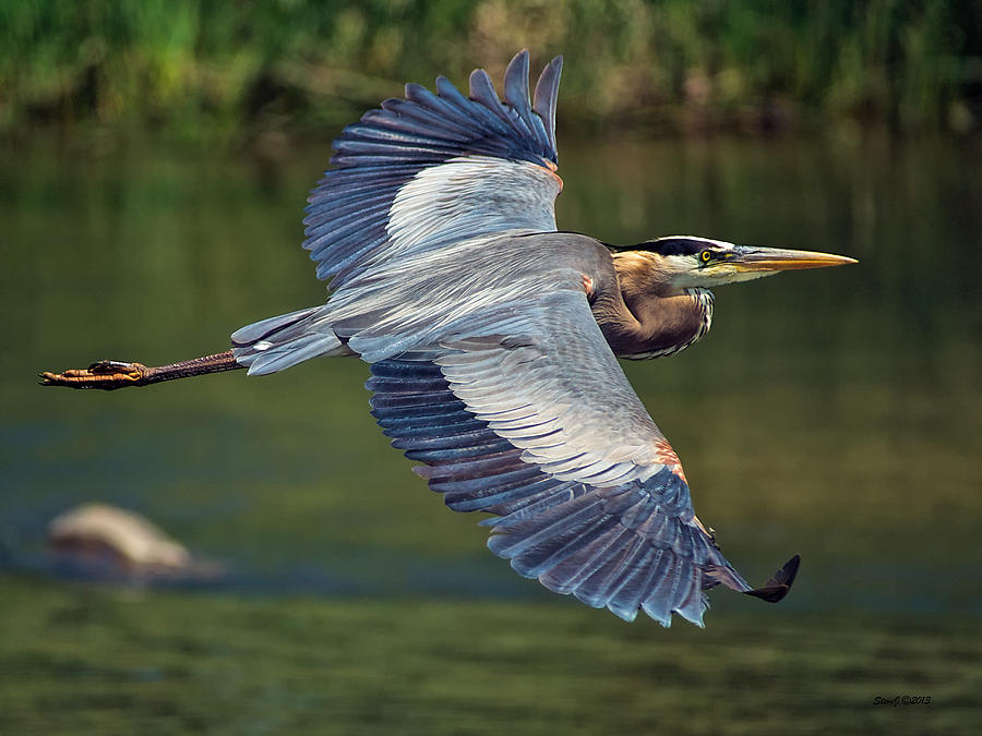 Great Blue Heron at the South Platte River Photograph by Stephen Johnson