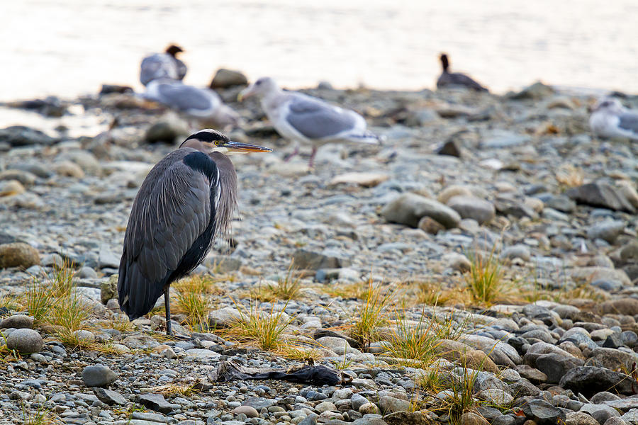 Great Blue Heron at the Stave River Photograph by Michael Russell