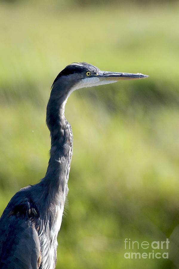 Great Blue Heron backlit Photograph by Sharon Talson