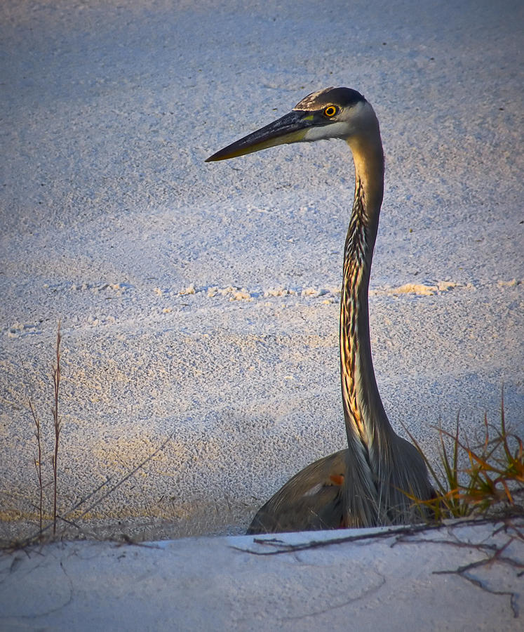 Great Blue Heron behind Dune Photograph by Bill Chambers