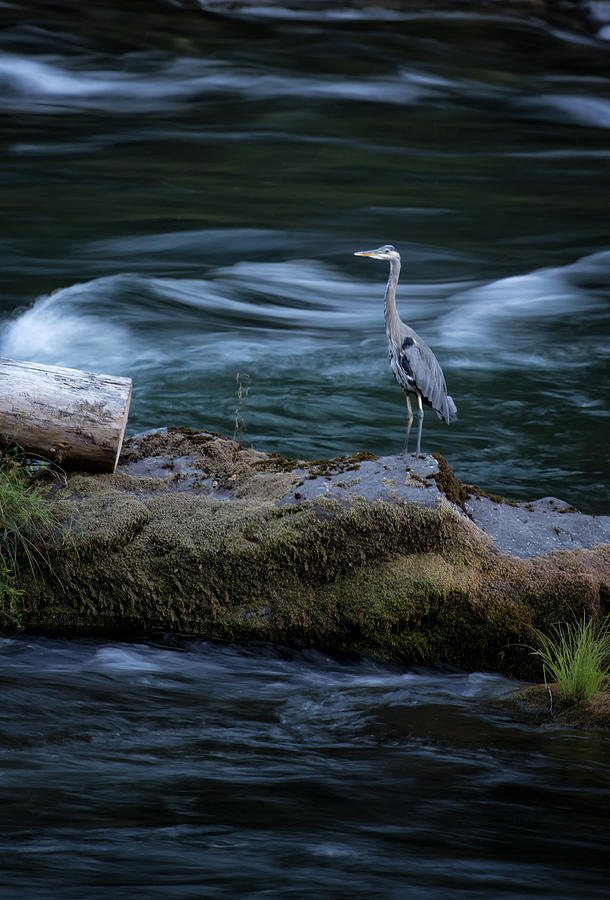 Heron Photograph - Great Blue Heron by Belinda Greb