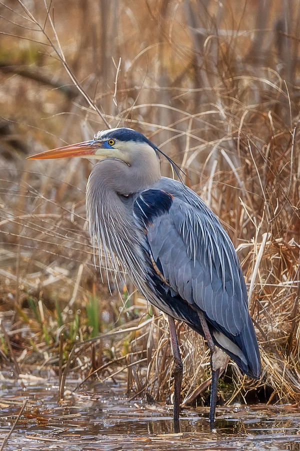 Great Blue Heron Photograph by Bill Wakeley