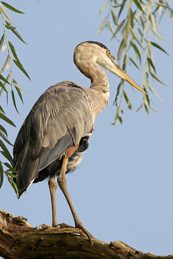 Great Blue Heron Bird Photography Photograph by Juergen Roth