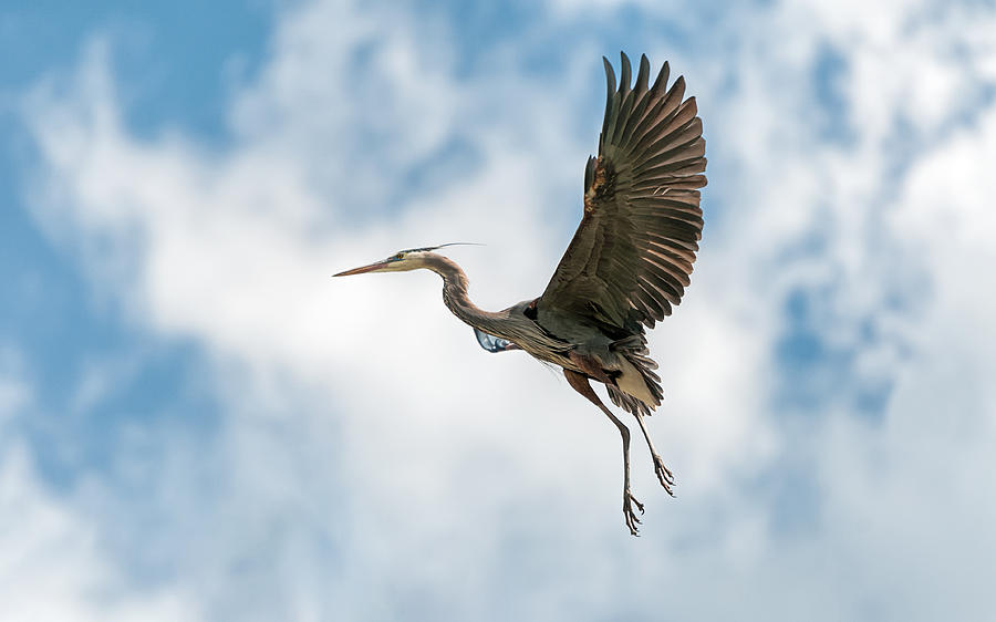 Cuyahoga Valley National Park Photograph - Great Blue Heron - Bird - Wildlife  by SharaLee Art