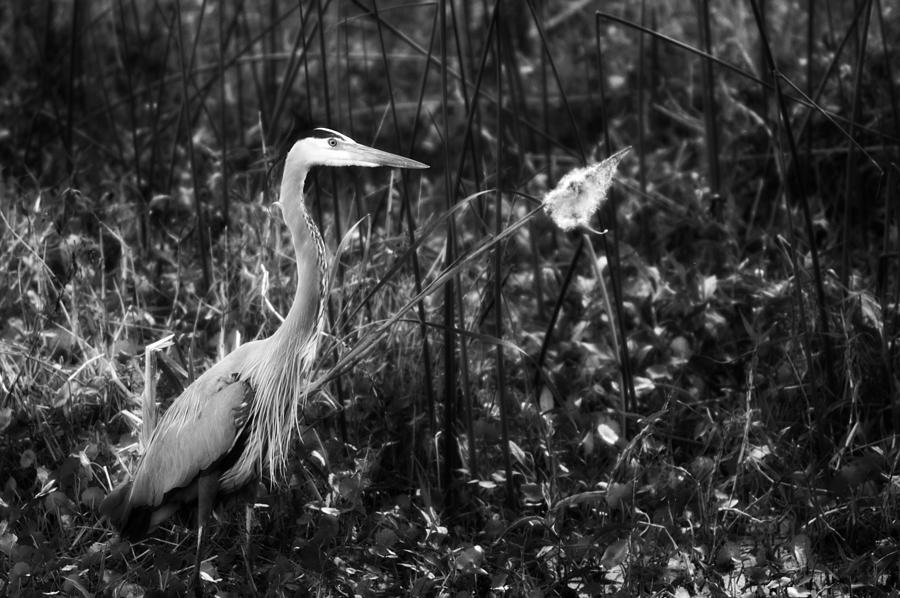 Great Blue Heron Black And White Photograph by Joshua Ward - Fine Art ...