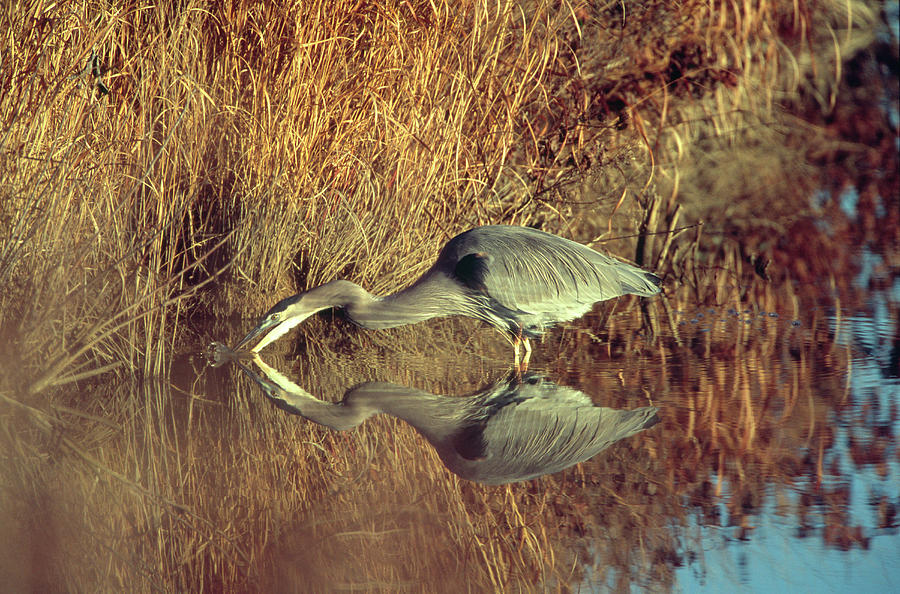Great Blue Heron, Blackwater National Photograph by Peter Essick Great Blue Heron, Blackwater National Photograph by Peter Essick