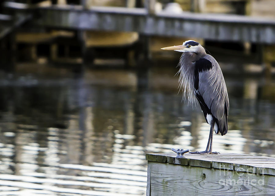 Great Blue Heron Photograph by Brad Marzolf Photography