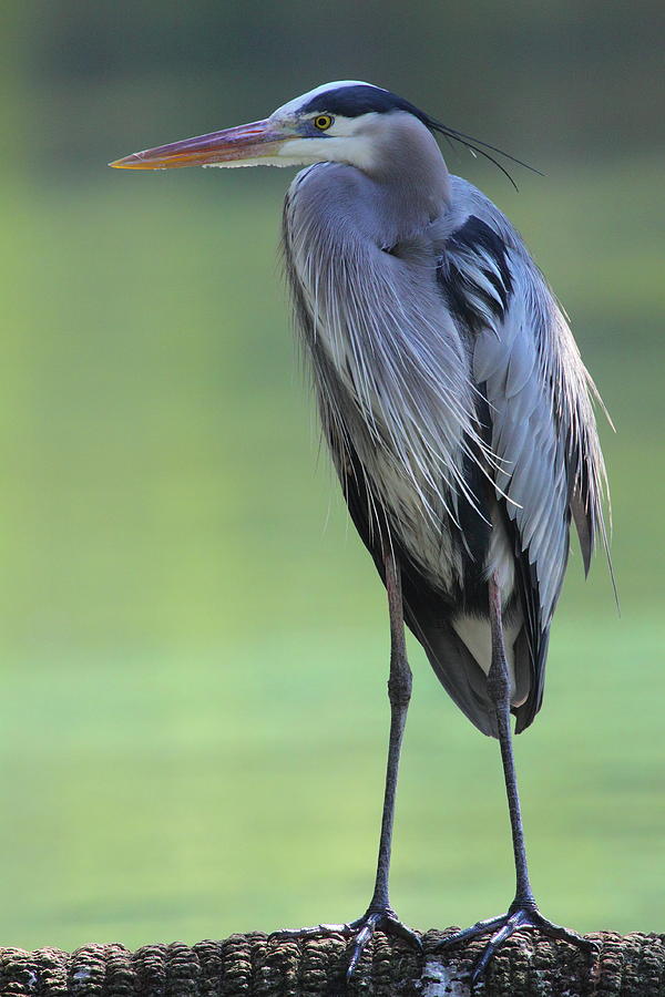 Heron Photograph - Great Blue Heron  by Bruce J Robinson
