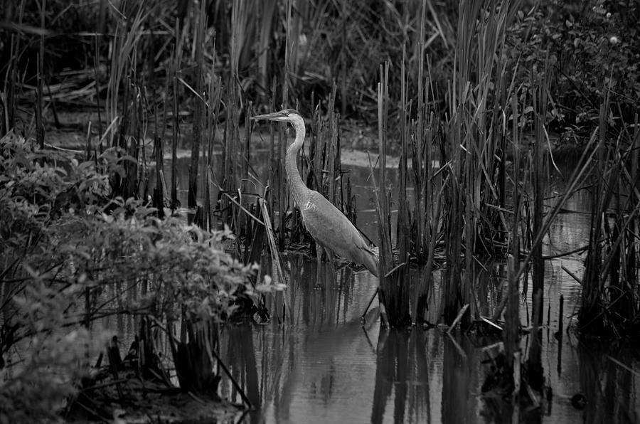Great Blue Heron BW 15-01 Photograph by Maria Urso
